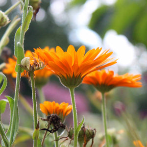 Werfzeep Soap Bar - Calendula